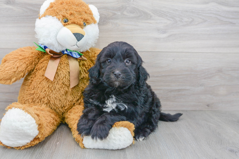 Hypoallergenic Portuguese Water Dog Poodle Mix Puppy