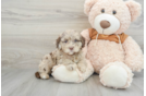 Adorable Portidoo Poodle Mix Puppy