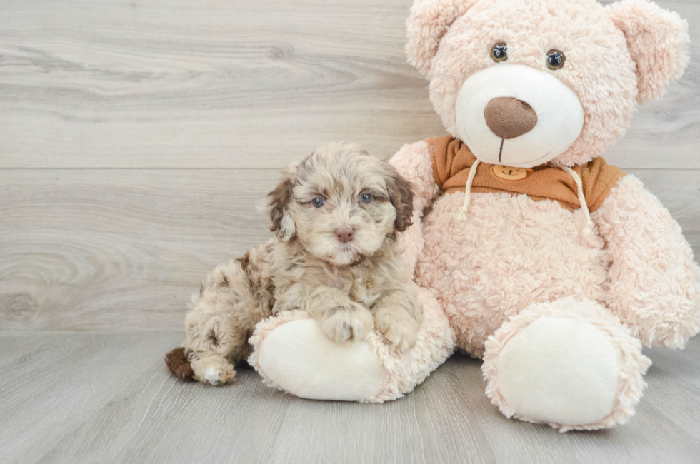 6 week old Mini Portidoodle Puppy For Sale - Premier Pups