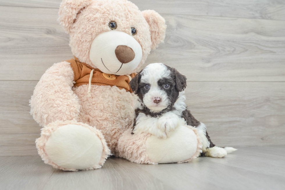 Mini Portidoodle Pup Being Cute