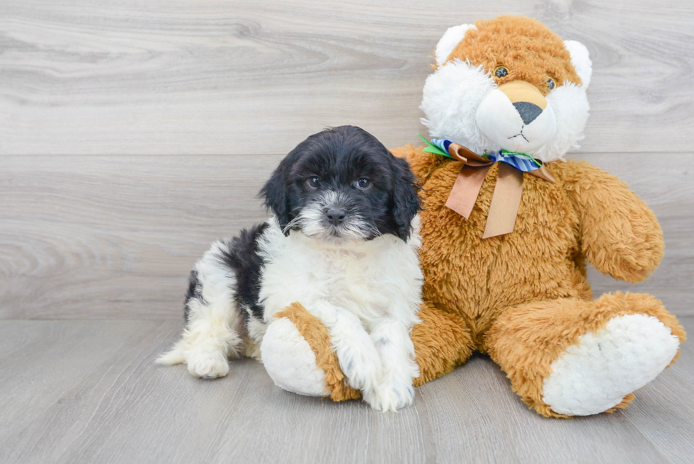Best Mini Portidoodle Baby