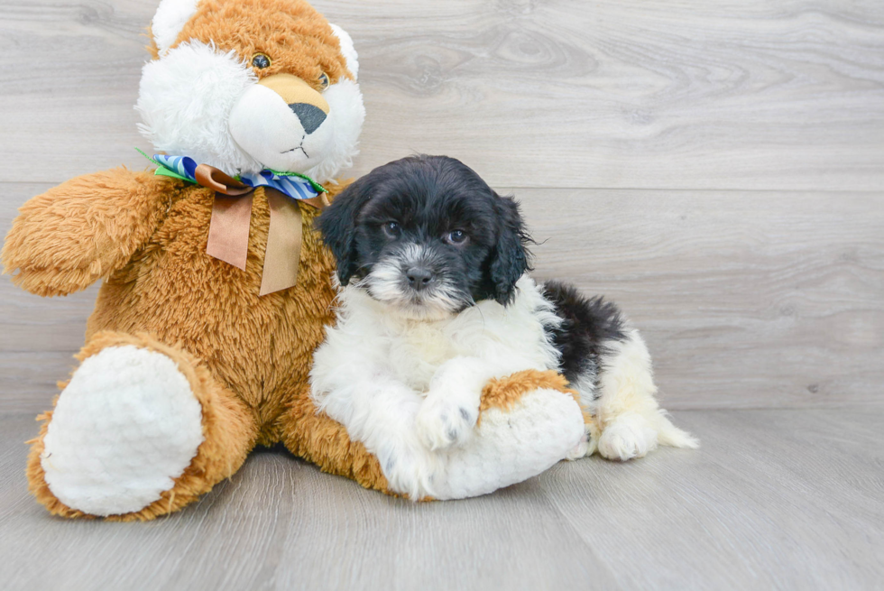 Mini Portidoodle Puppy for Adoption