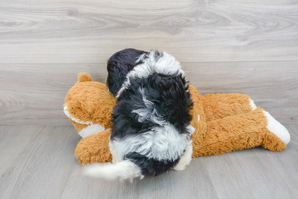 Best Mini Portidoodle Baby
