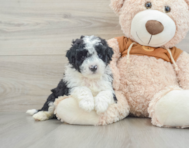 6 week old Mini Portidoodle Puppy For Sale - Premier Pups