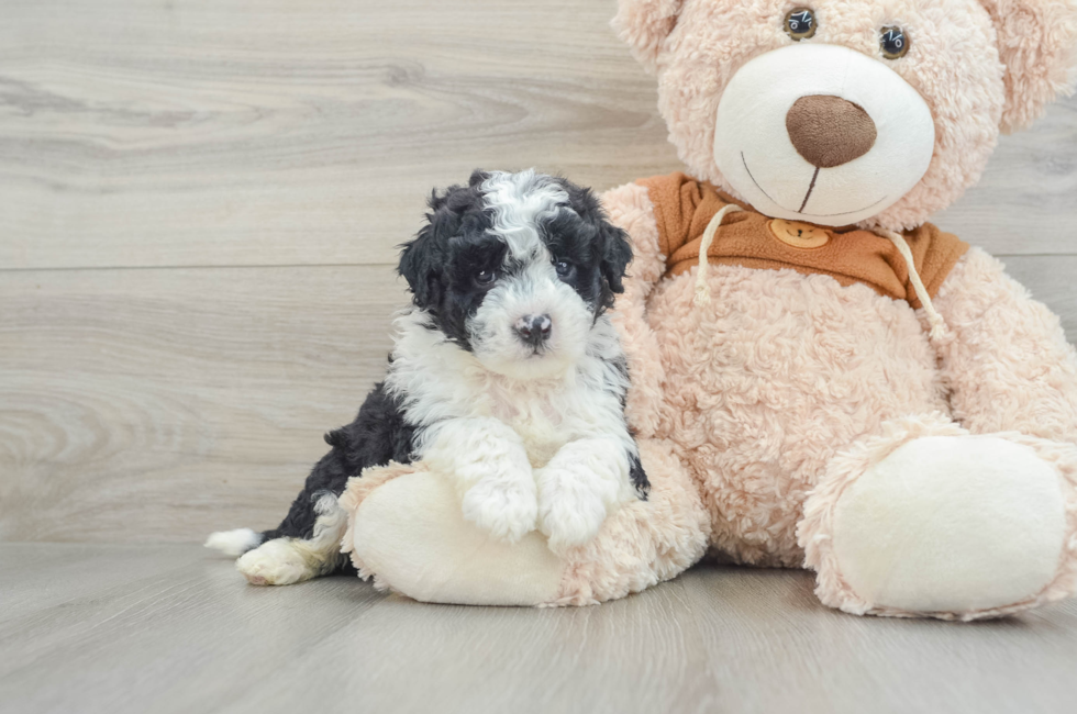 6 week old Mini Portidoodle Puppy For Sale - Premier Pups