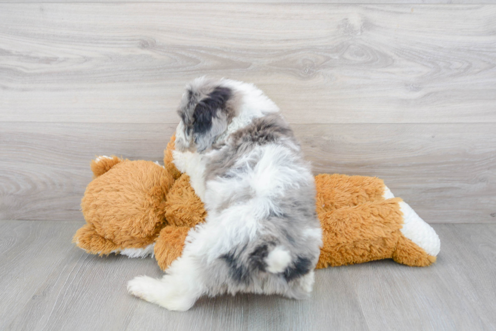 Little Portuguese Water Dog Poodle Mix Puppy