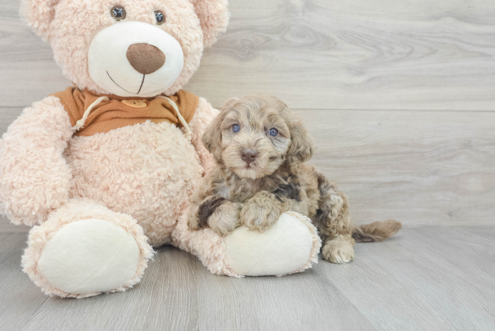 Smart Mini Portidoodle Poodle Mix Pup