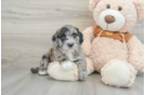 Fluffy Mini Portidoodle Poodle Mix Pup
