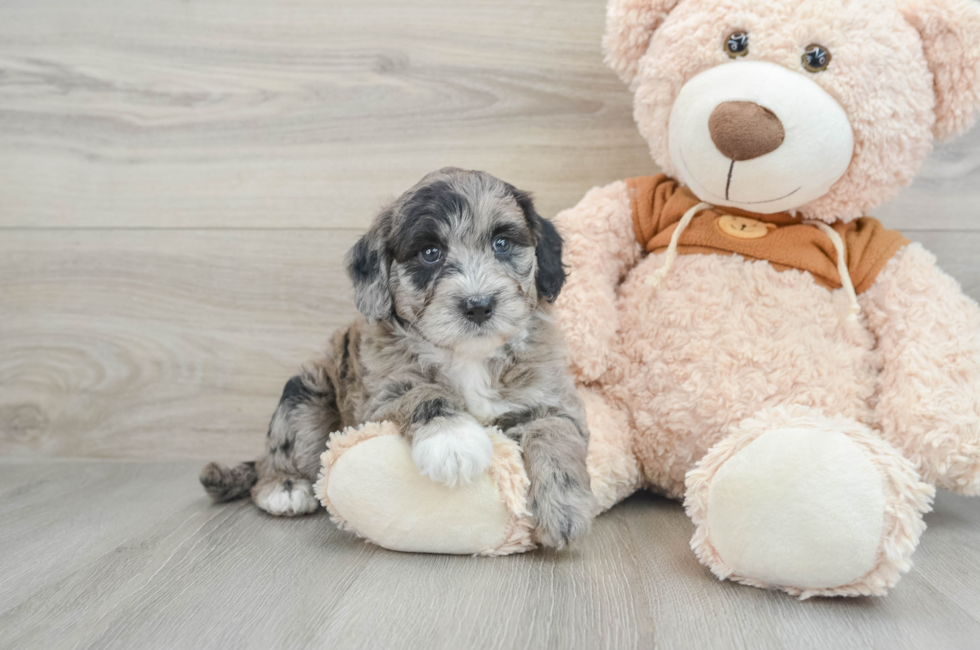 6 week old Mini Portidoodle Puppy For Sale - Premier Pups