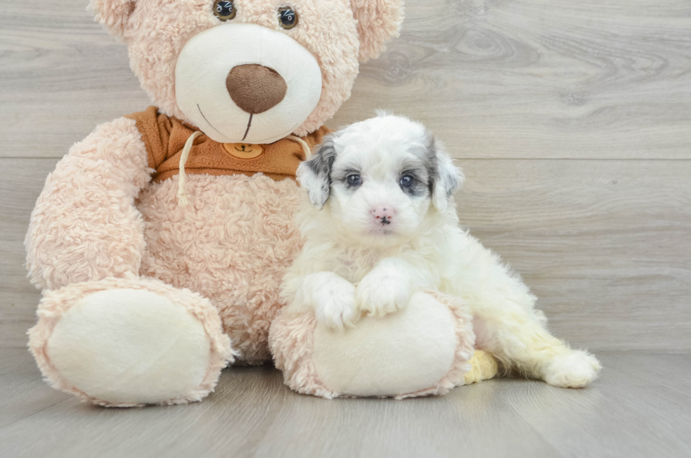 6 week old Mini Portidoodle Puppy For Sale - Premier Pups