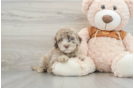 Adorable Portidoo Poodle Mix Puppy