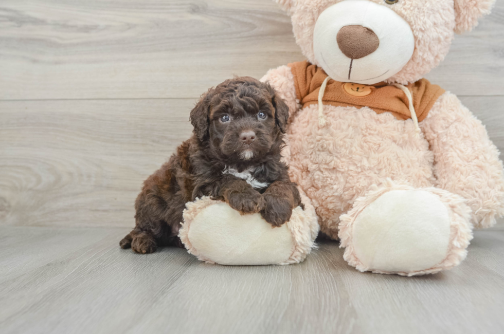 6 week old Mini Portidoodle Puppy For Sale - Premier Pups