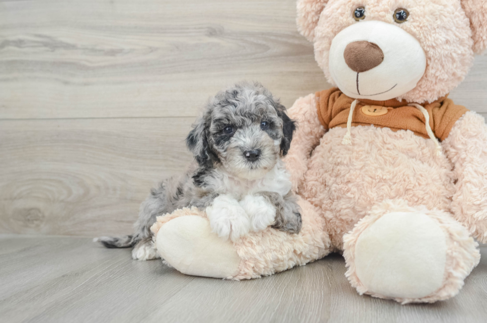 7 week old Mini Portidoodle Puppy For Sale - Premier Pups