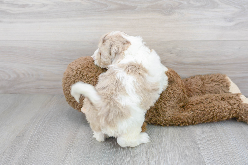 Cute Portuguese Water Dog Poodle Mix Puppy
