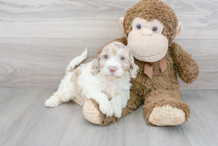 Cute Mini Portidoodle Poodle Mix Pup