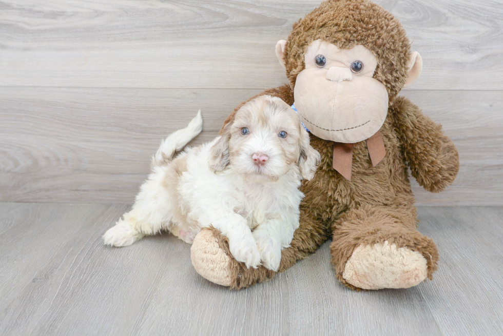 Cute Mini Portidoodle Poodle Mix Pup
