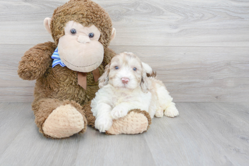 Cute Mini Portidoodle Poodle Mix Pup