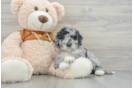 Popular Mini Portidoodle Poodle Mix Pup