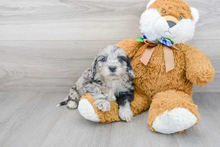 Small Mini Portidoodle Baby