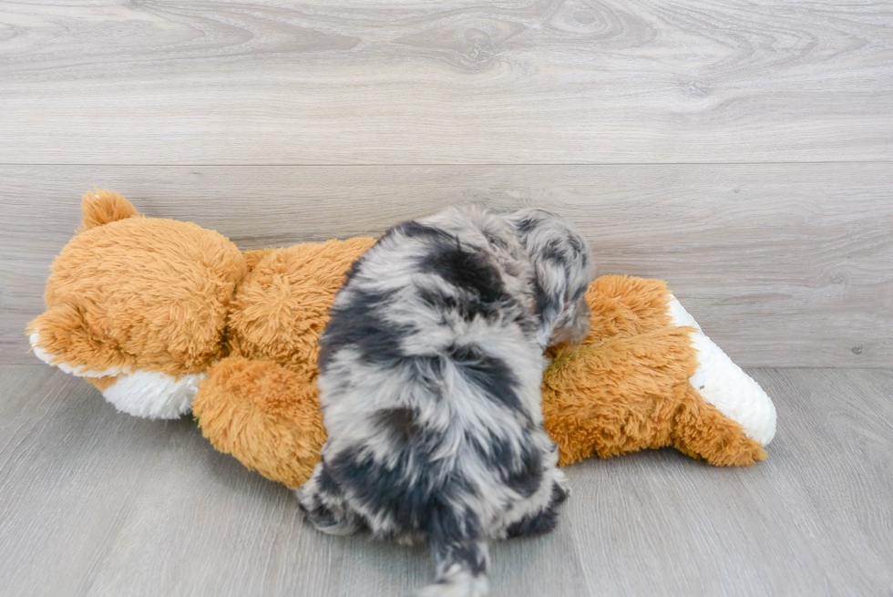 Mini Portidoodle Puppy for Adoption
