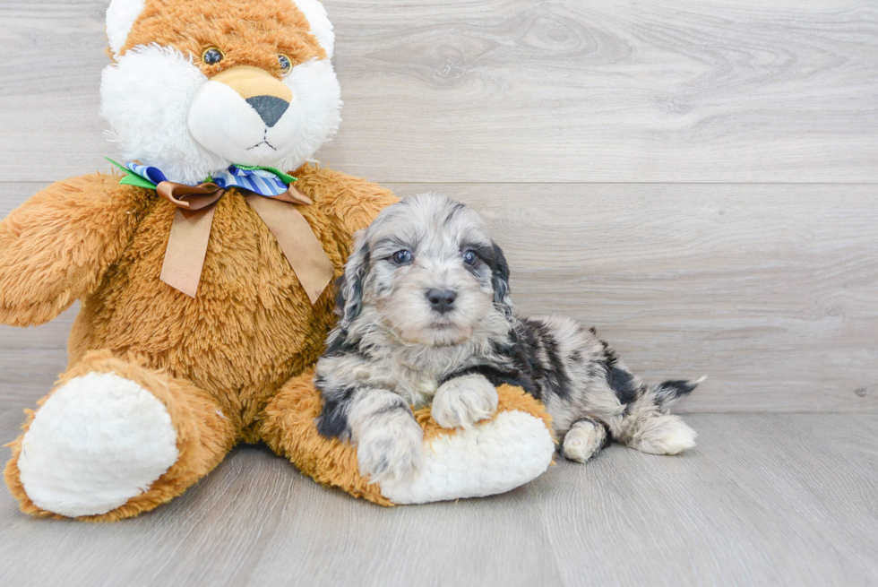 Mini Portidoodle Pup Being Cute