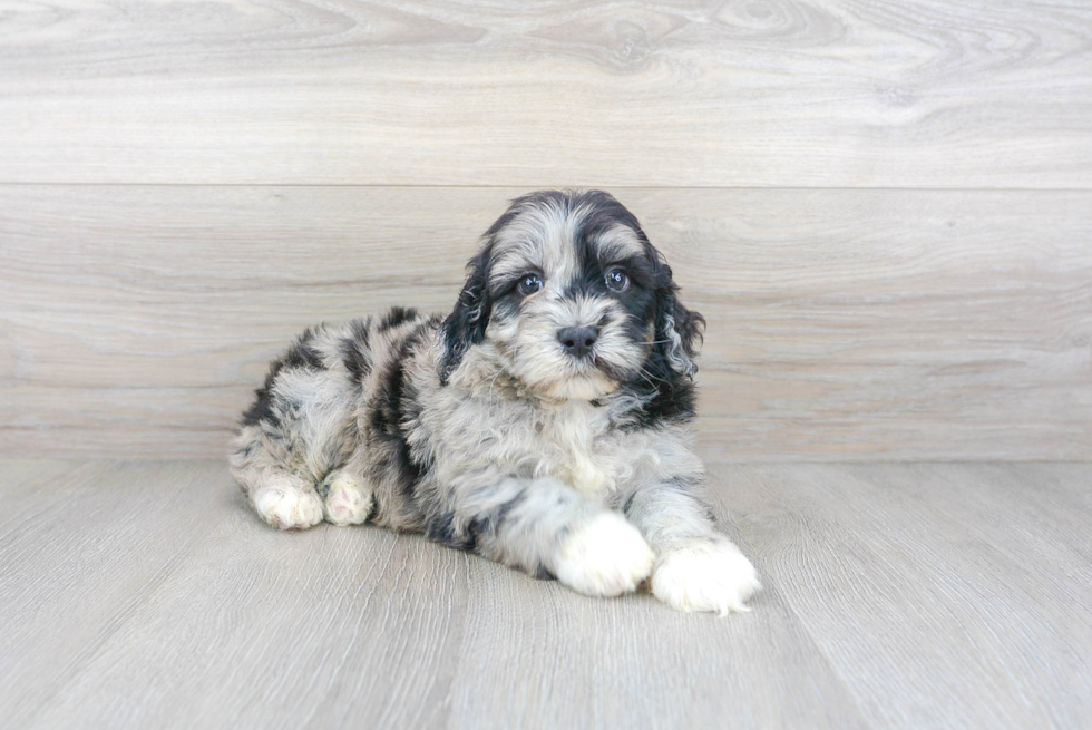 Funny Mini Portidoodle Poodle Mix Pup