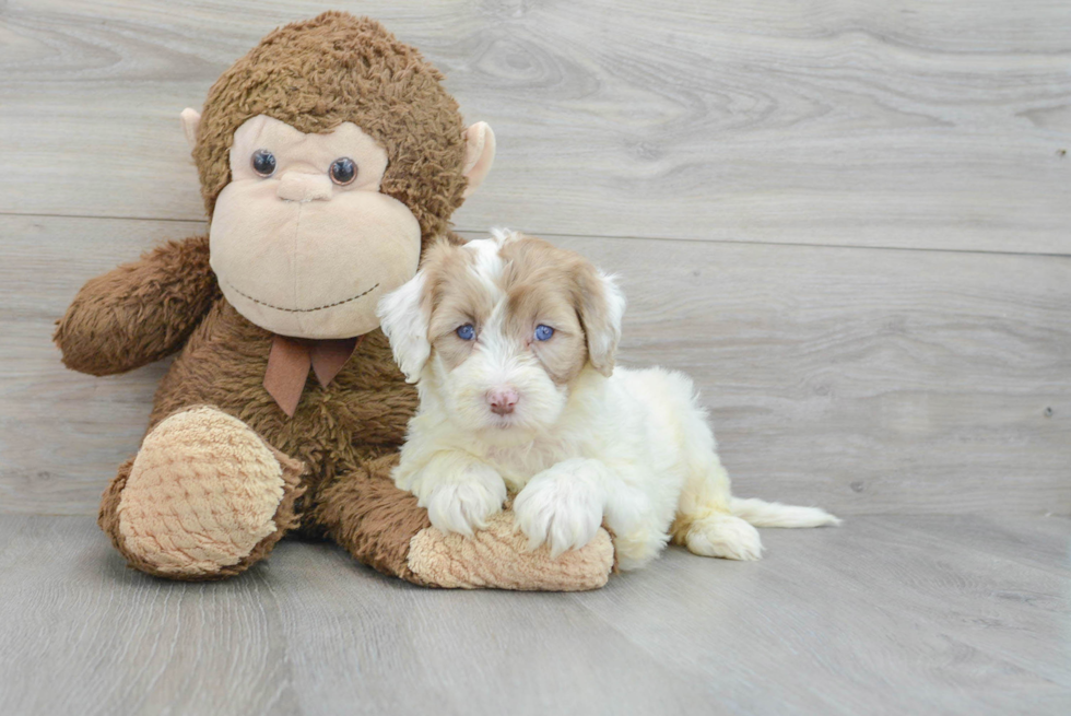 Mini Portidoodle Pup Being Cute