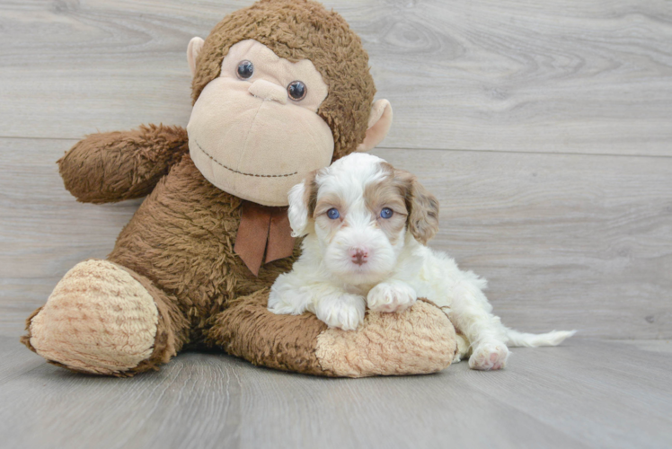 Energetic Portuguese Water Dog Poodle Mix Puppy