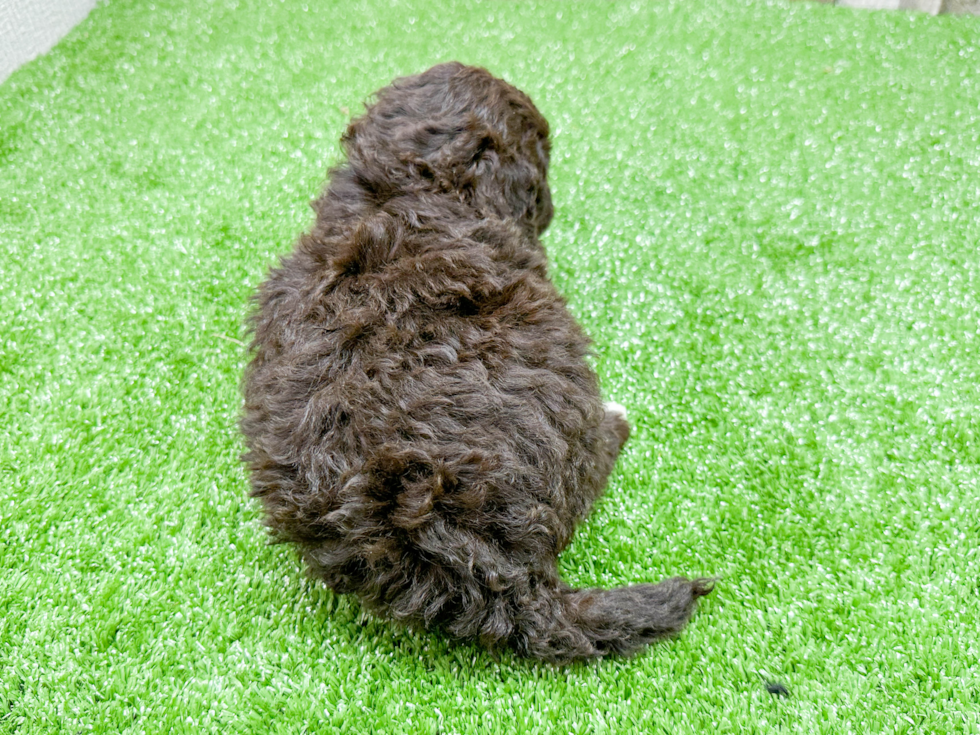 Mini Portidoodle Puppy for Adoption