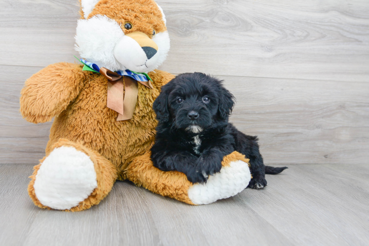 Cute Mini Portidoodle Poodle Mix Pup
