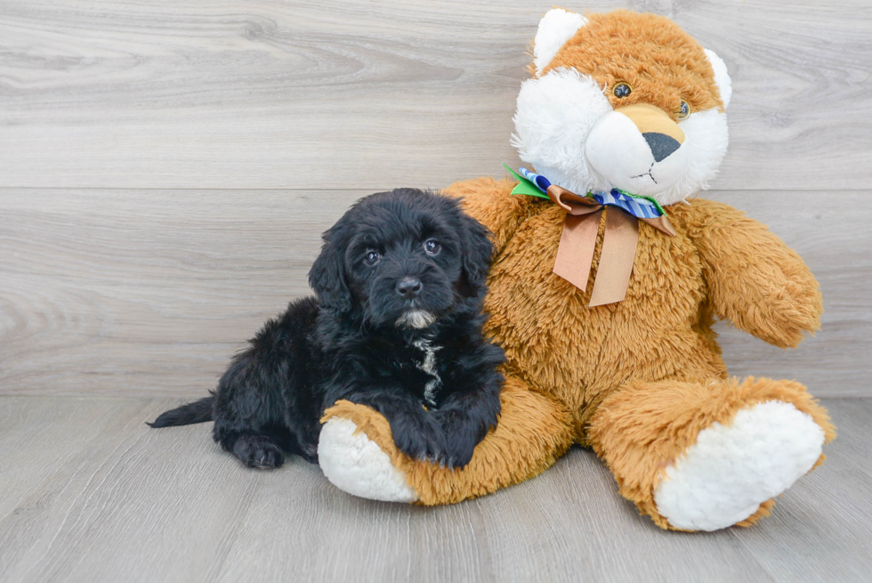 Cute Portuguese Water Dog Poodle Mix Puppy