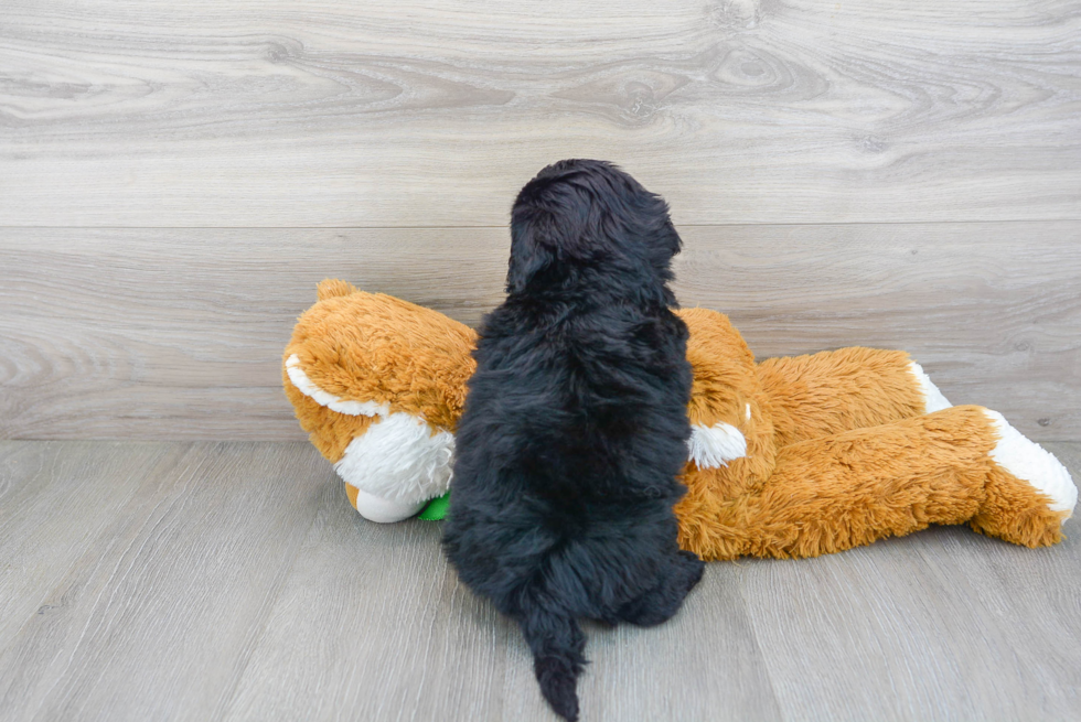 Best Mini Portidoodle Baby