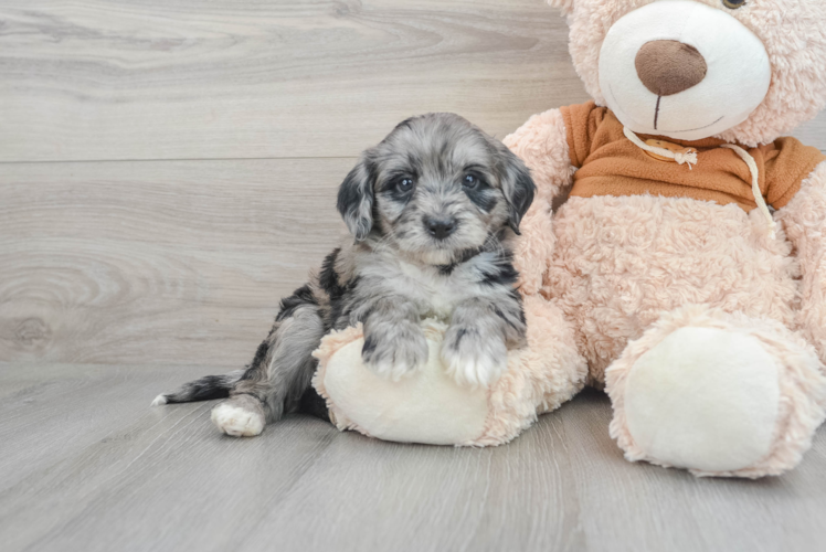 Mini Portidoodle Pup Being Cute