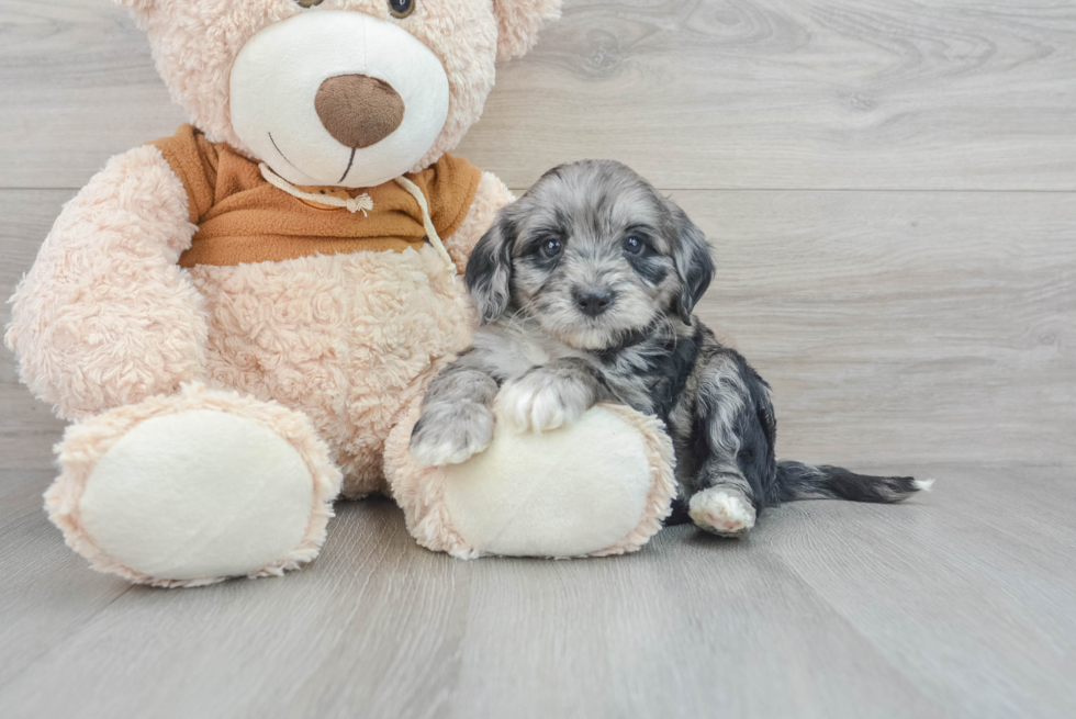 Adorable Portuguese Water Dog Poodle Mix Puppy