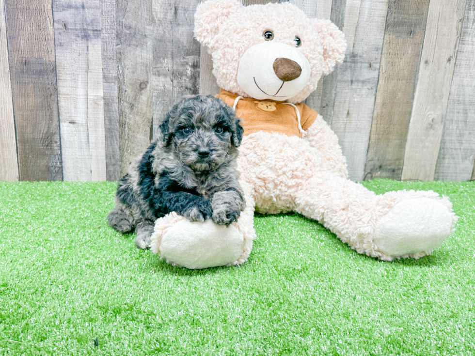 Smart Mini Portidoodle Poodle Mix Pup