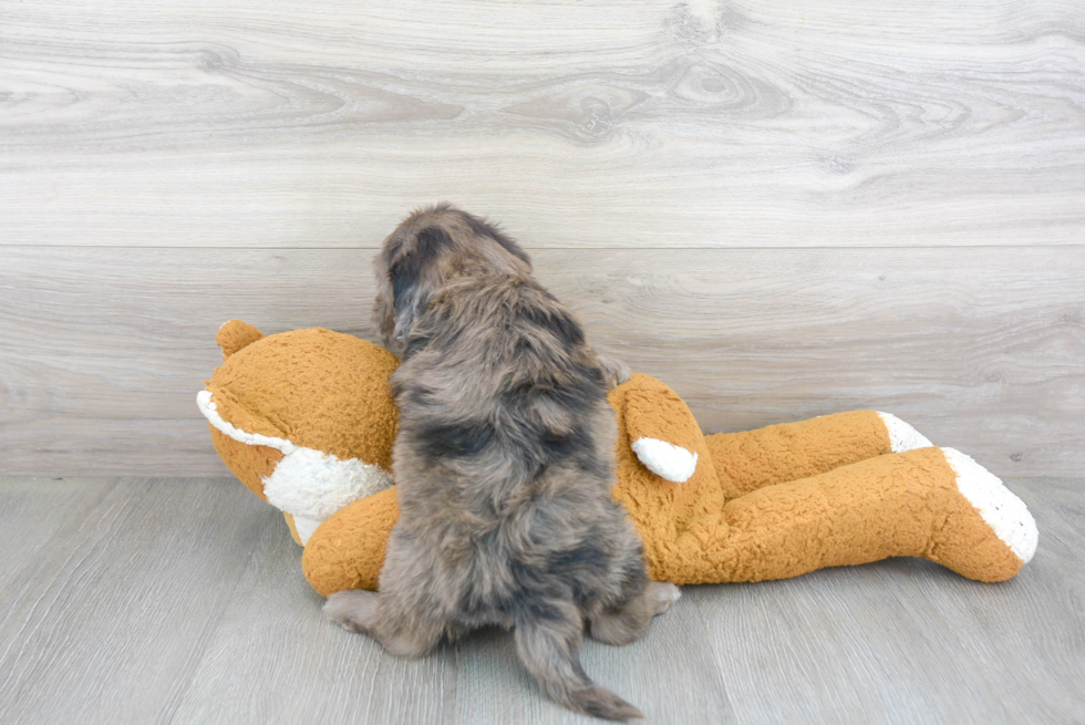 Playful Portuguese Water Dog Poodle Mix Puppy