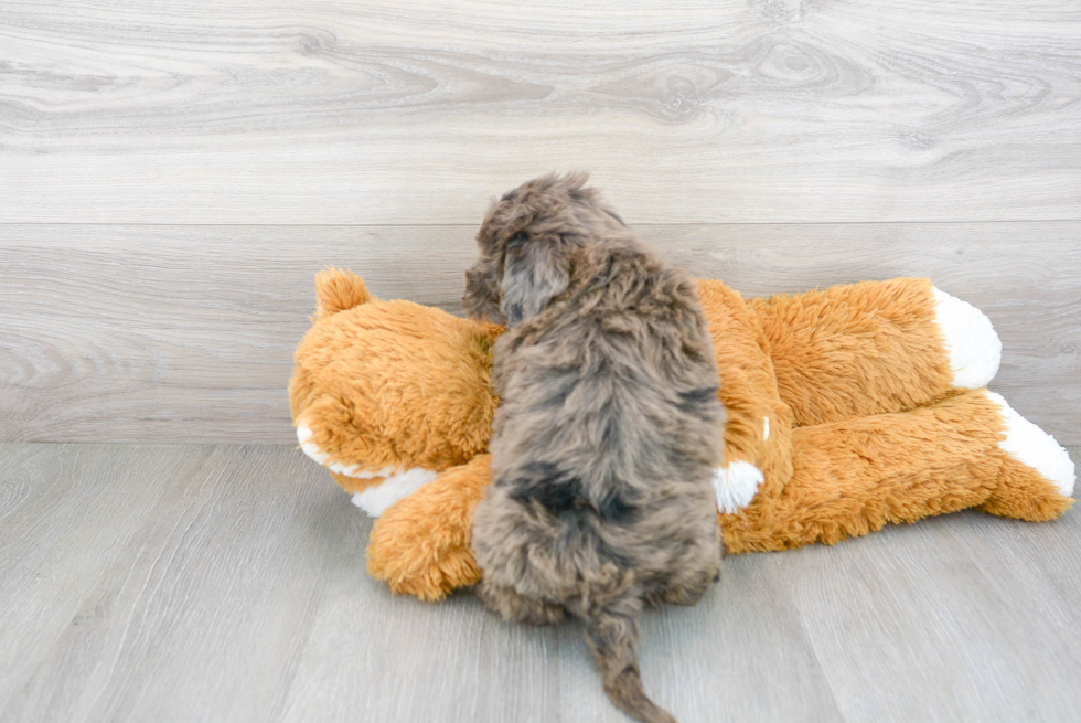 Energetic Portuguese Water Dog Poodle Mix Puppy