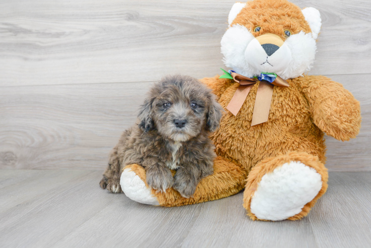 Adorable Portuguese Water Dog Poodle Mix Puppy