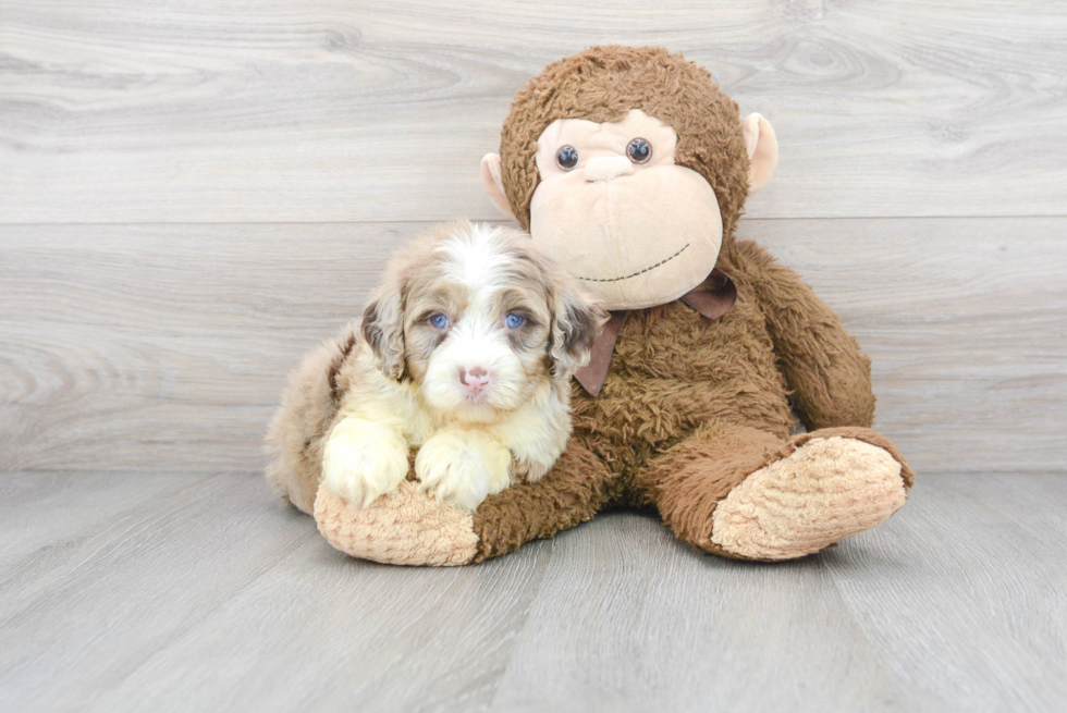 Petite Mini Portidoodle Poodle Mix Pup