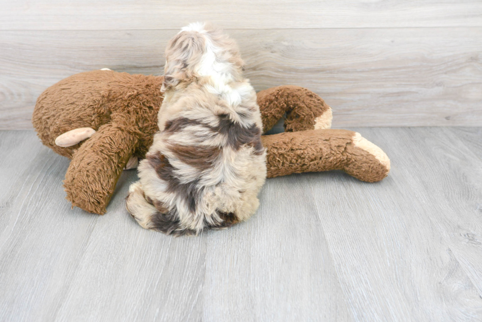 Little Portuguese Water Dog Poodle Mix Puppy