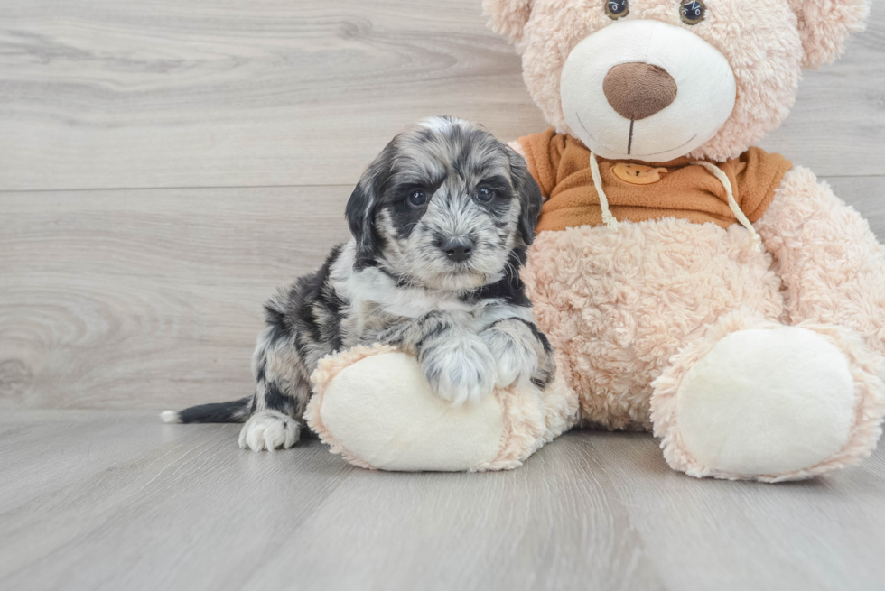 Mini Portidoodle Pup Being Cute