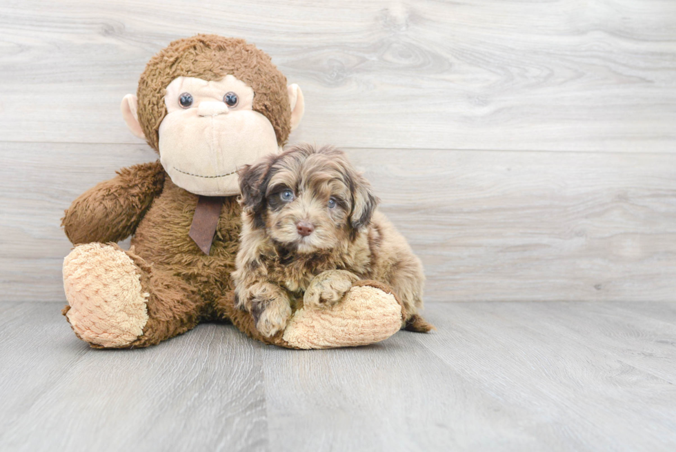 Mini Portidoodle Pup Being Cute