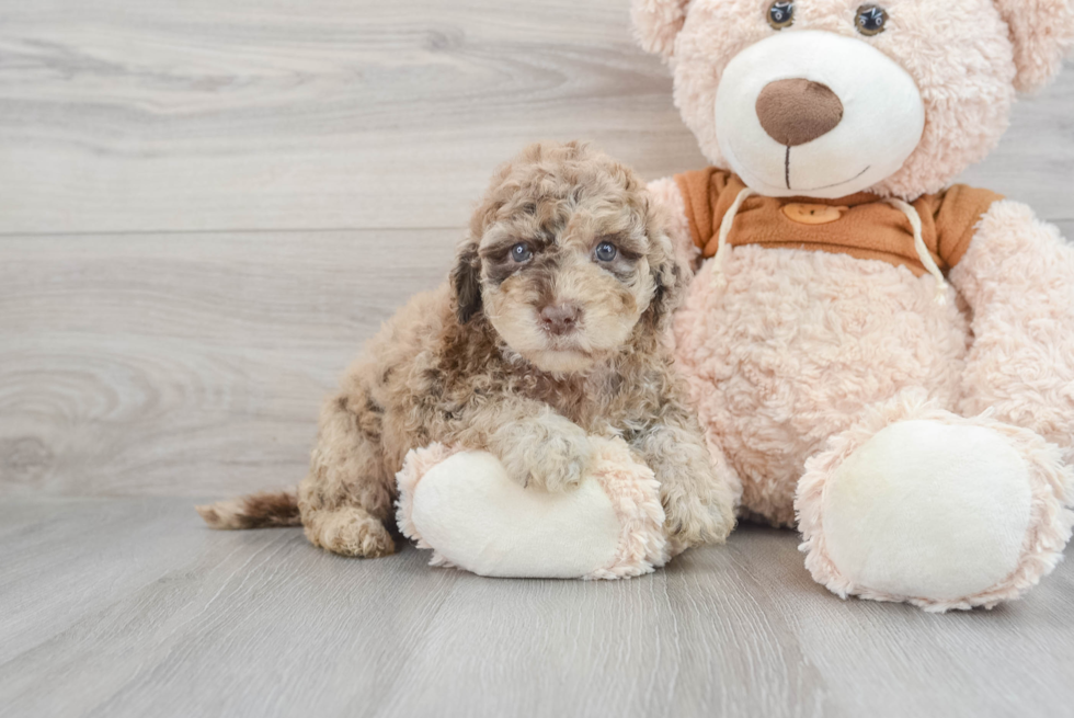 Adorable Portuguese Water Dog Poodle Mix Puppy