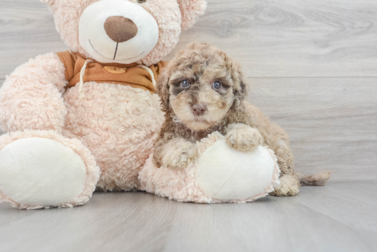 Energetic Portuguese Water Dog Poodle Mix Puppy