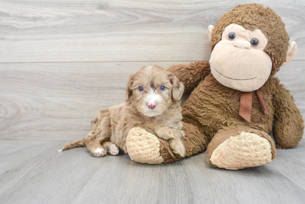 Happy Mini Portidoodle Baby