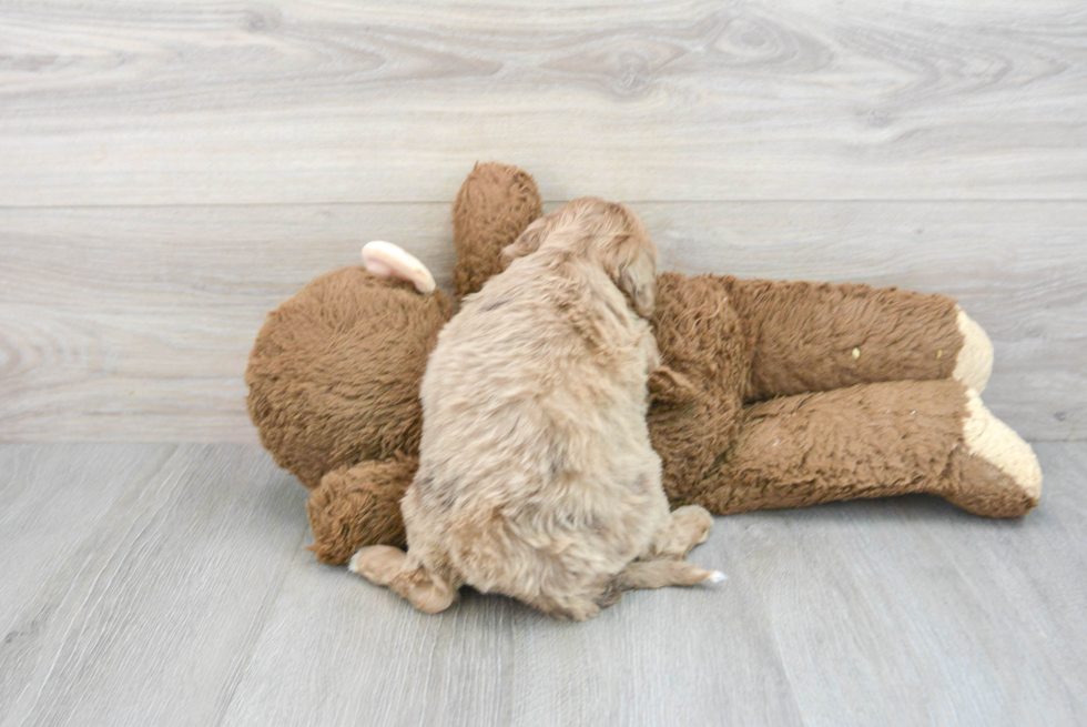 Mini Portidoodle Pup Being Cute