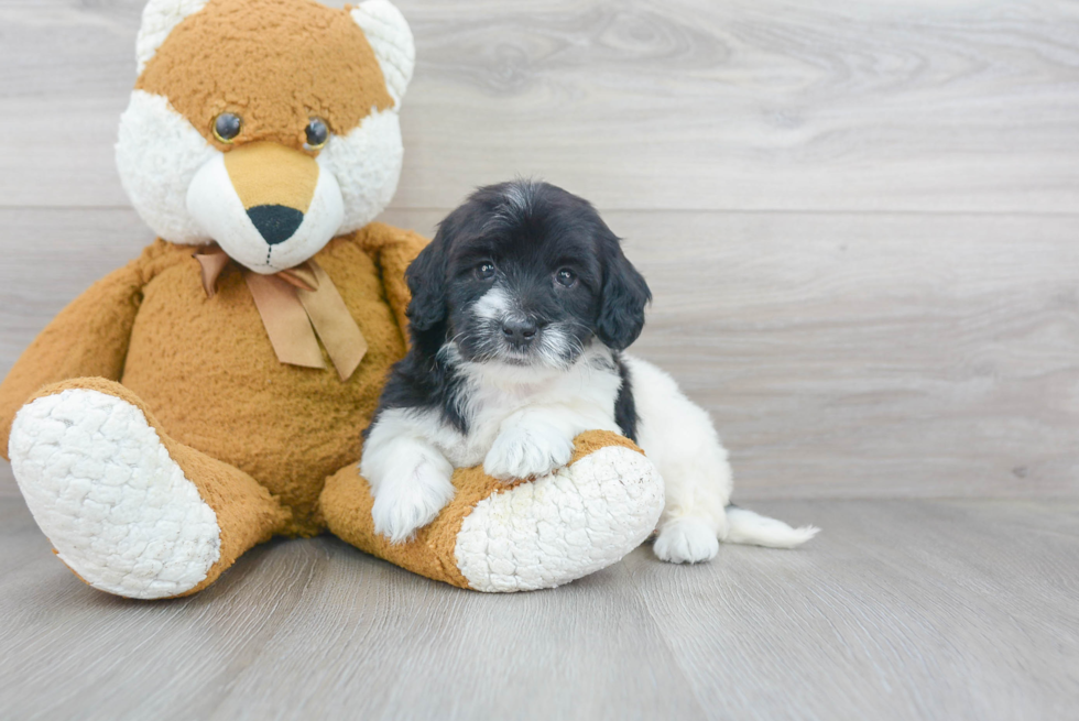 Little Portuguese Water Dog Poodle Mix Puppy