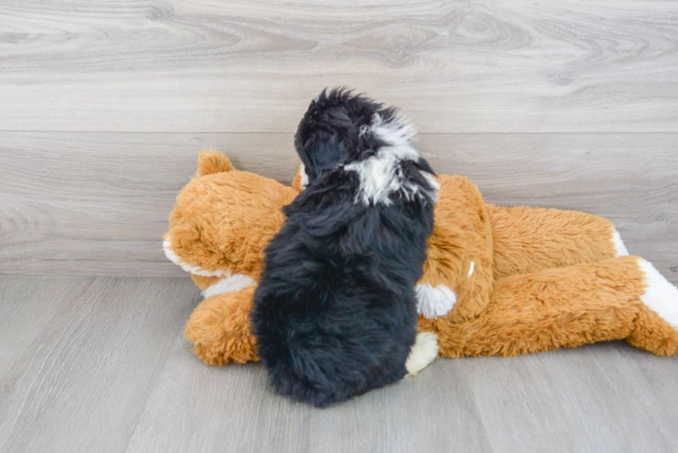 Mini Portidoodle Pup Being Cute