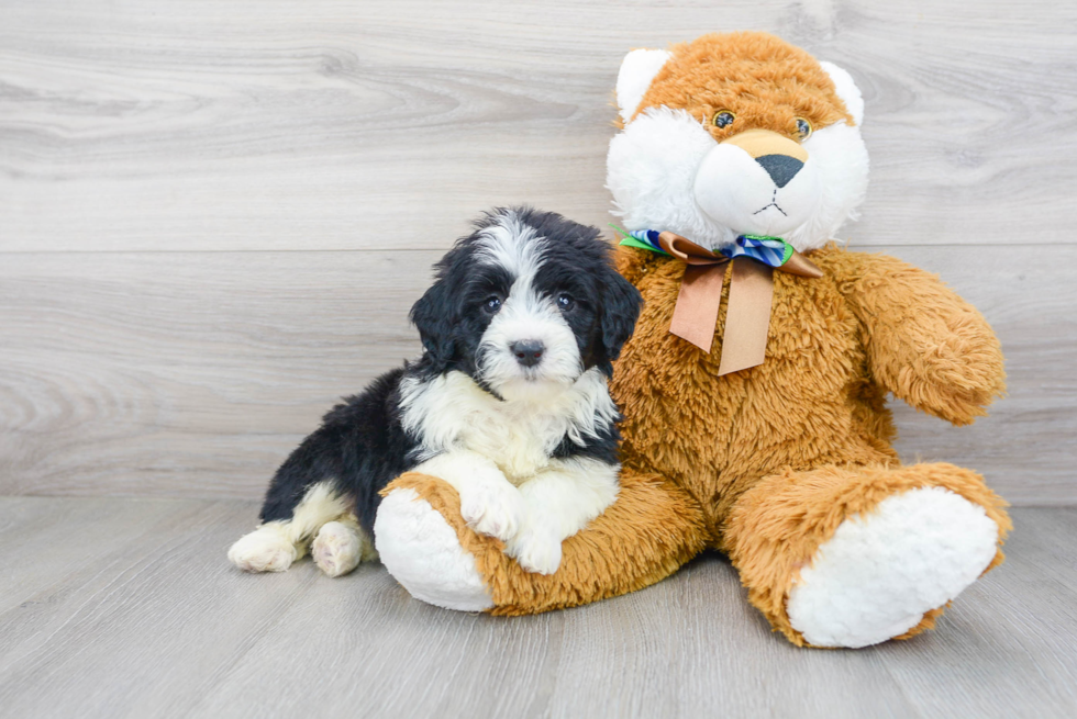 Fluffy Mini Portidoodle Poodle Mix Pup