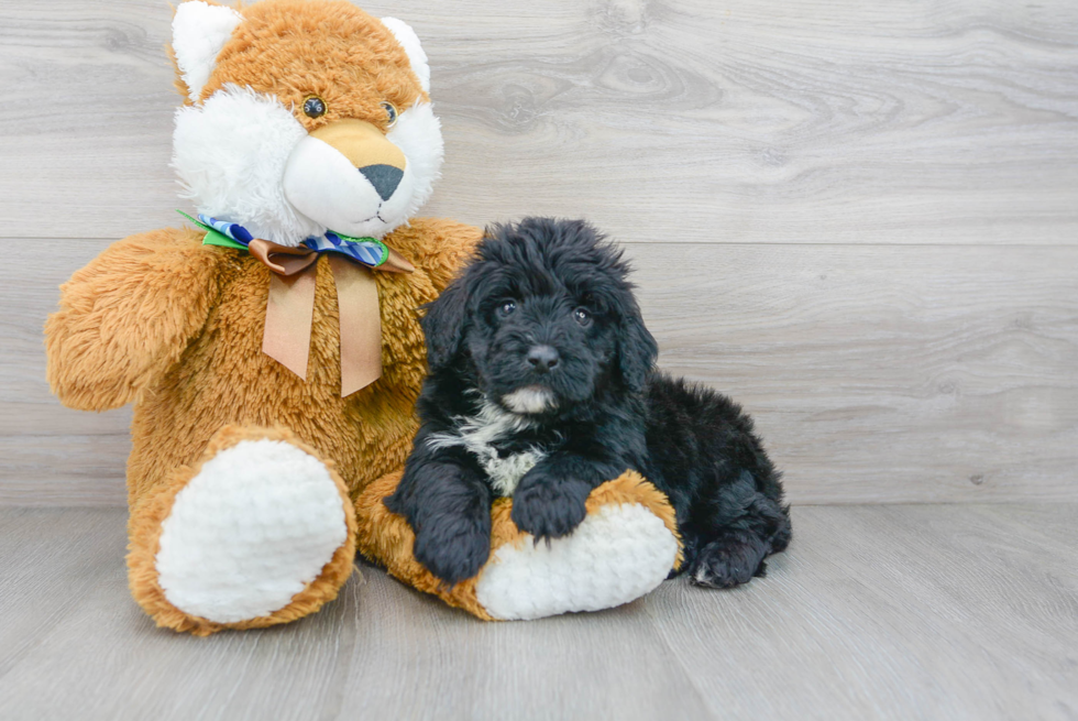 Popular Mini Portidoodle Poodle Mix Pup